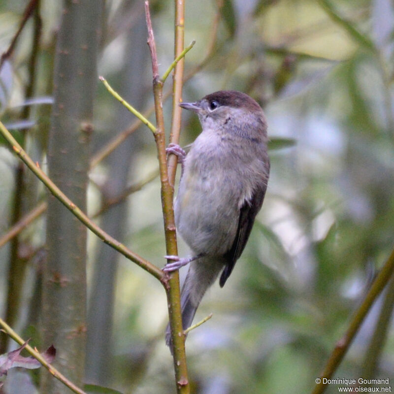 Eurasian Blackcap male adult