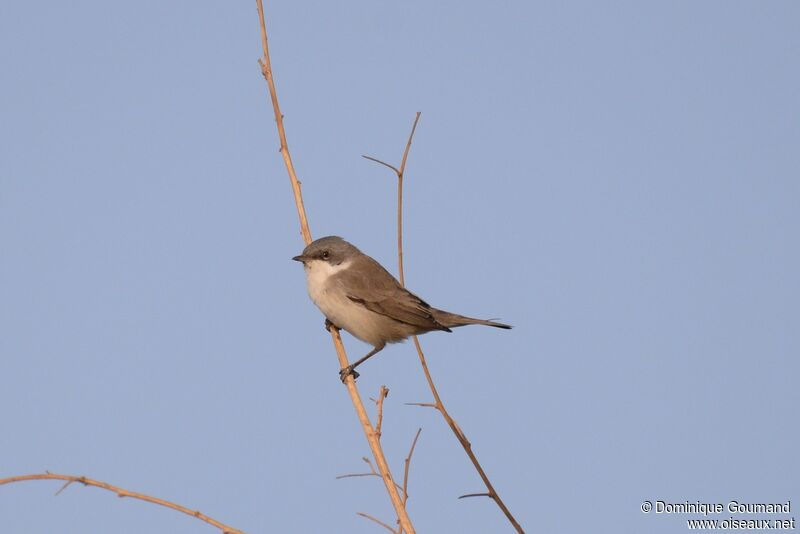 Lesser Whitethroat