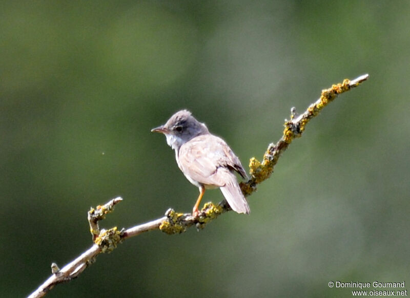 Common Whitethroat male adult