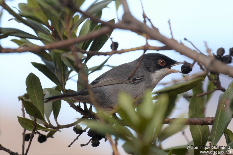 Sardinian Warbler male adult