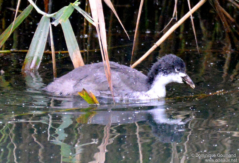 Foulque macroulejuvénile