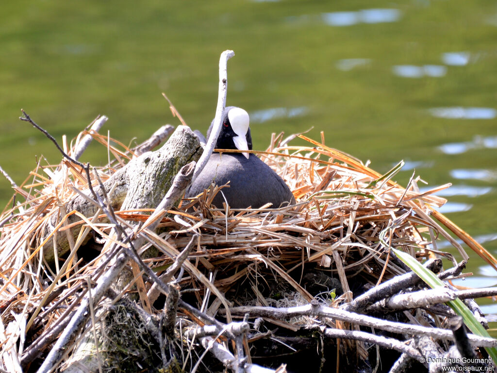 Foulque macrouleadulte, habitat, Nidification