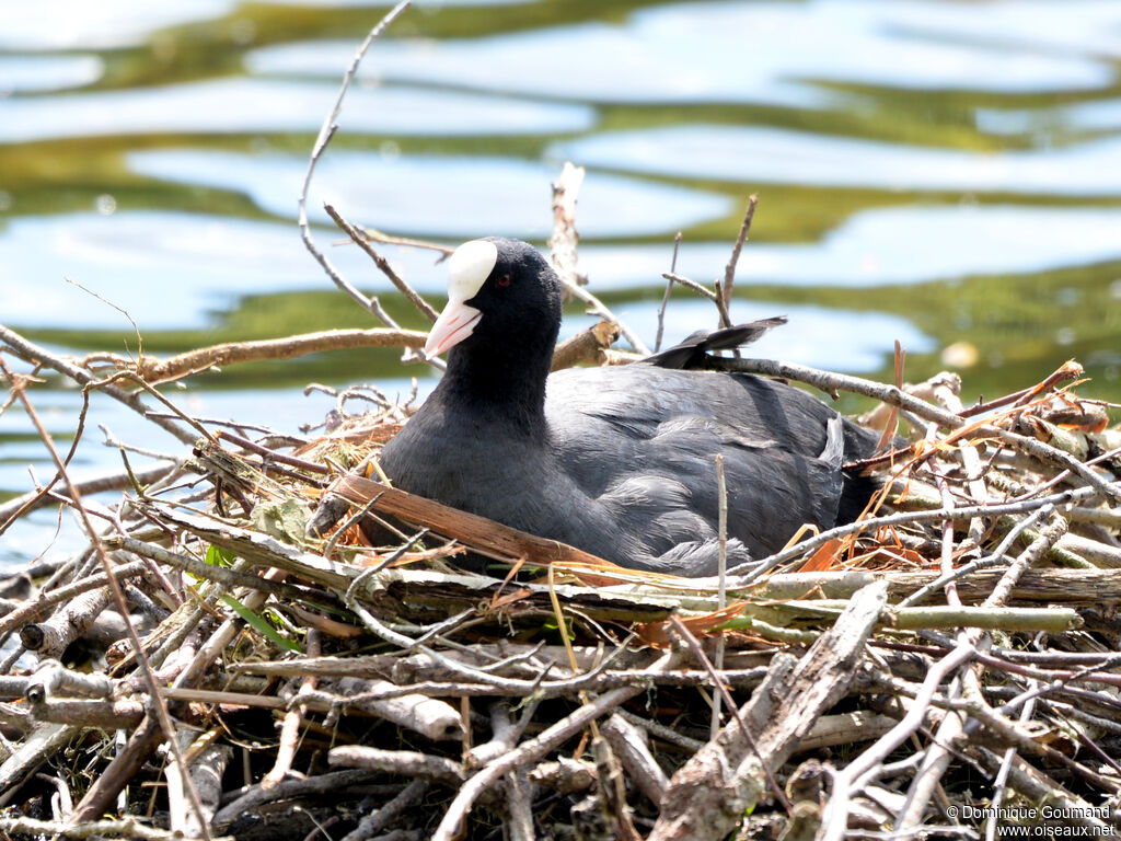 Foulque macrouleadulte, Nidification