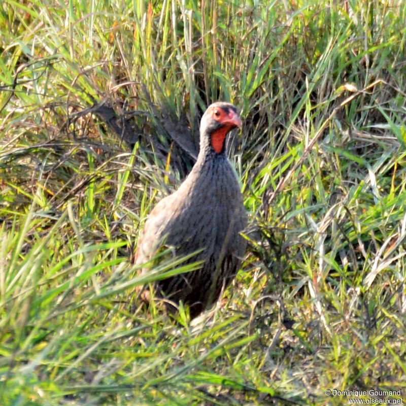 Red-necked Spurfowladult