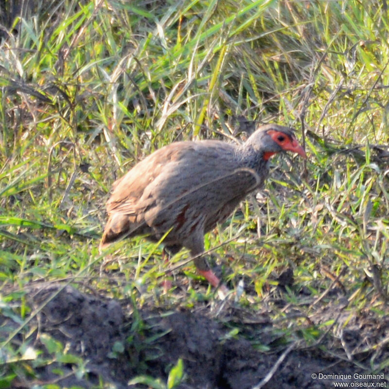 Francolin à gorge rougeadulte