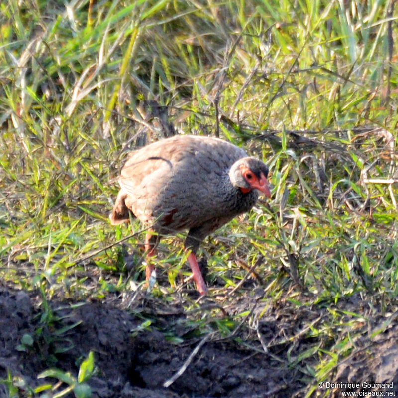 Red-necked Spurfowladult