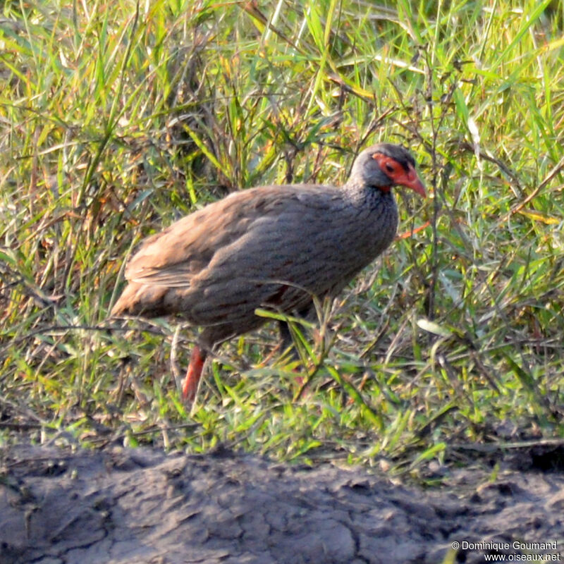 Francolin à gorge rougeadulte