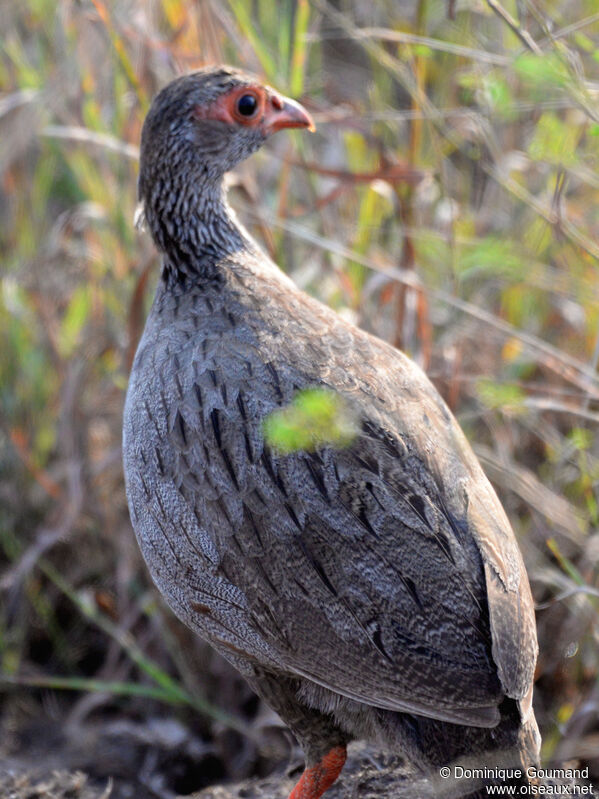 Red-necked Spurfowladult