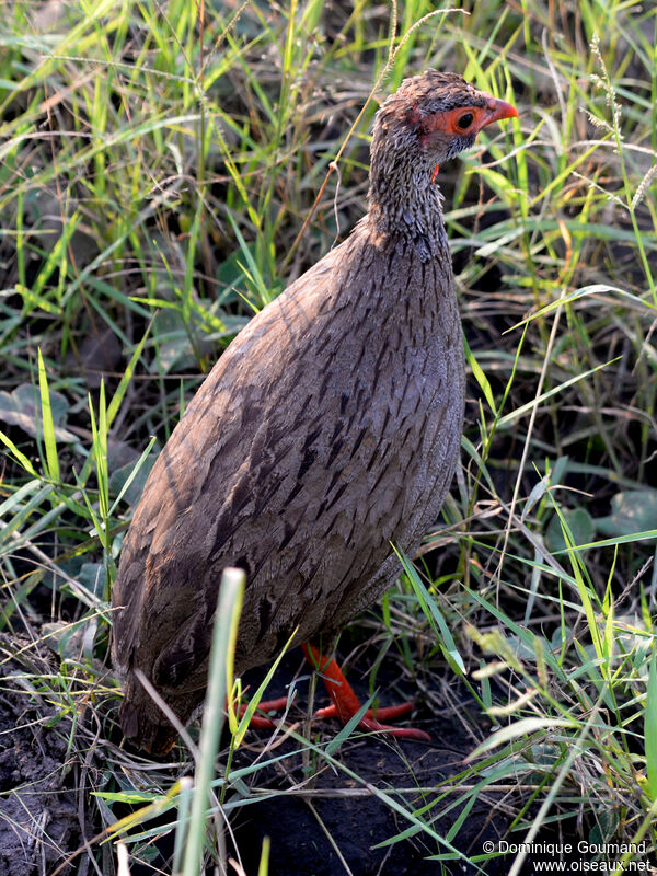 Francolin à gorge rougeadulte