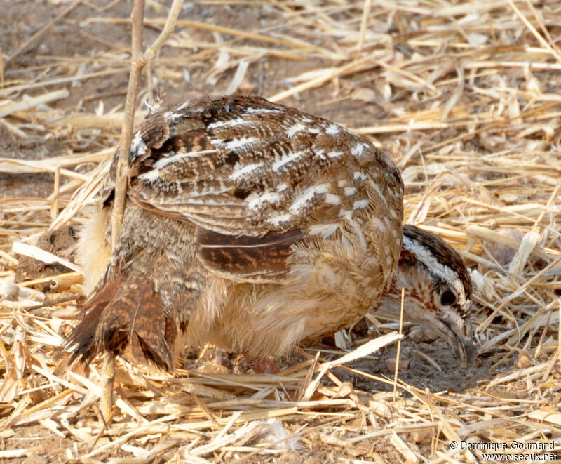 Francolin huppé mâle adulte