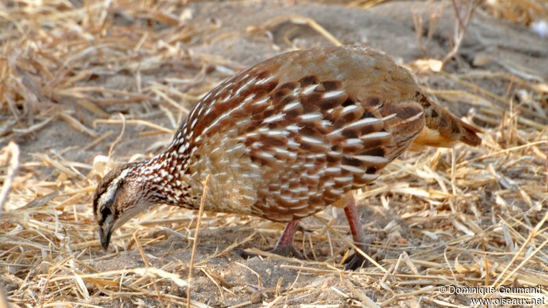 Francolin huppé mâle adulte