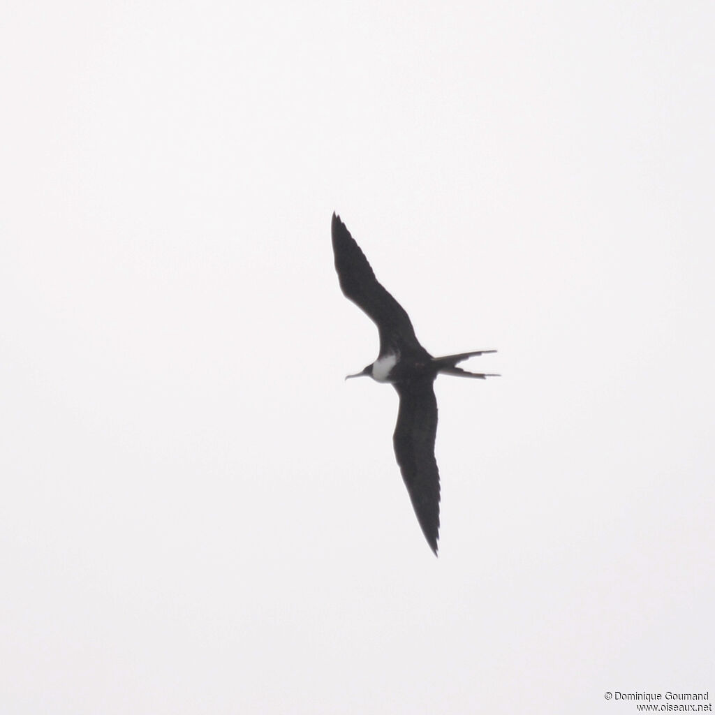 Frégate superbe femelle adulte