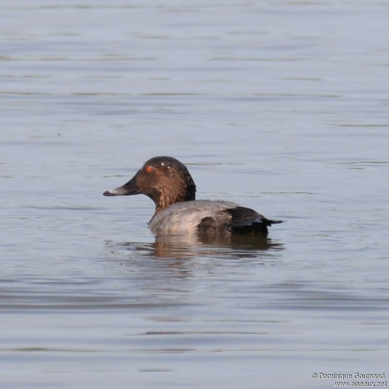 Canvasback male adult