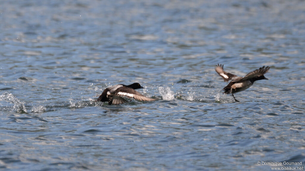 Fuligule à tête noire - Petit Fuligule<br />