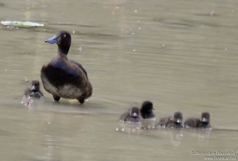 Tufted Duck