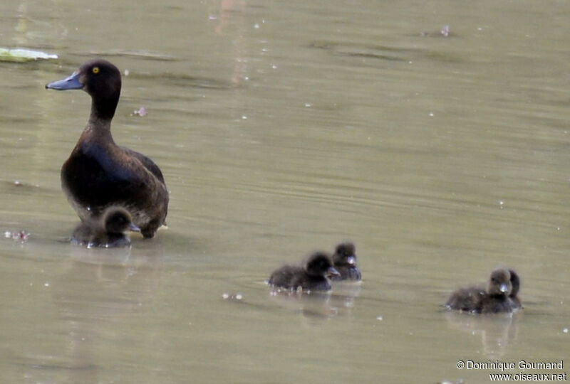 Tufted Duck