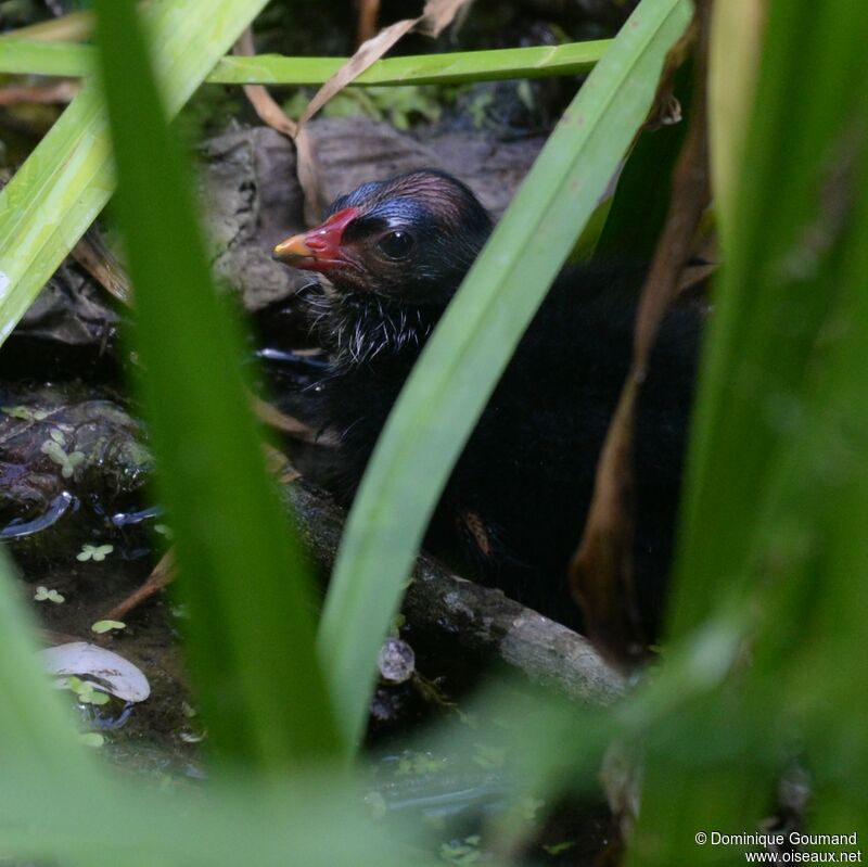 Gallinule poule-d'eauPoussin