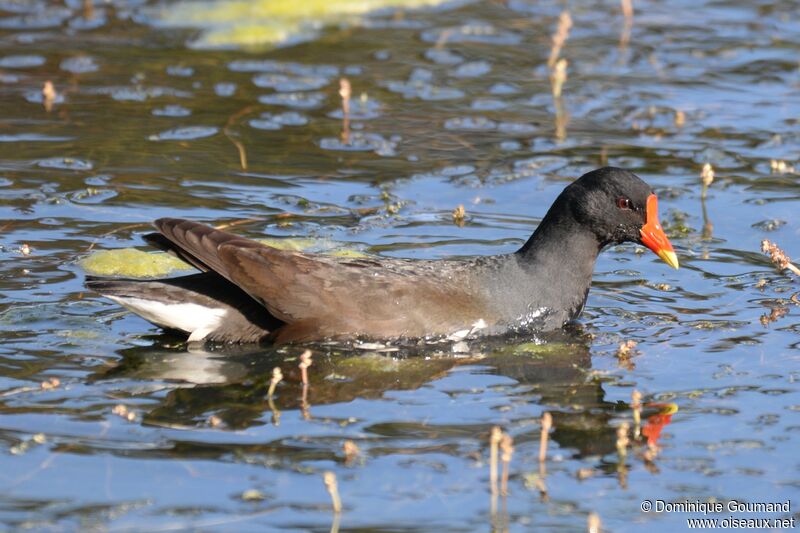 Common Moorhen