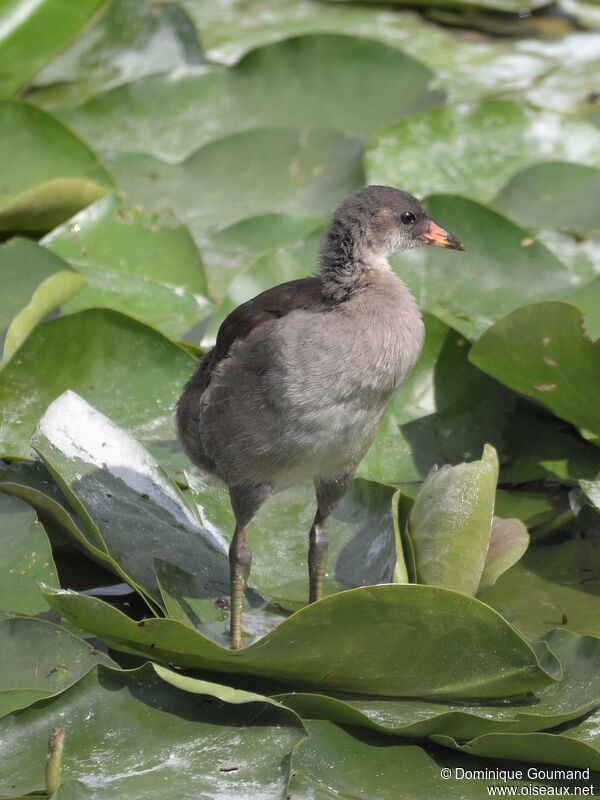 Common Moorhenjuvenile