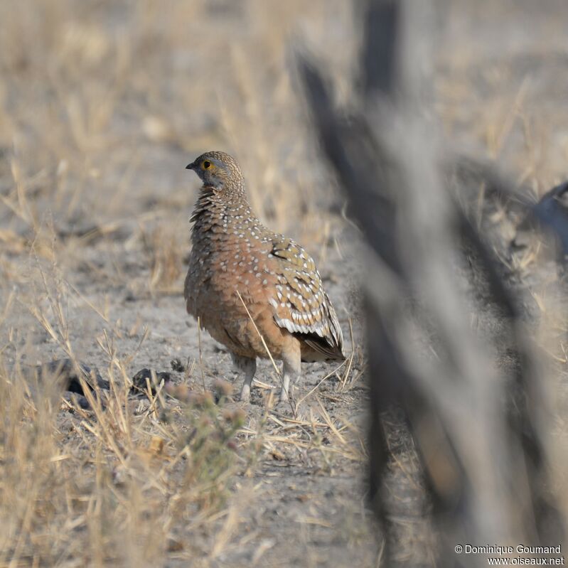 Burchell's Sandgrouse male