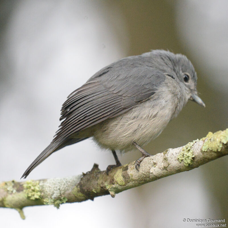 White-eyed Slaty Flycatcheradult, identification