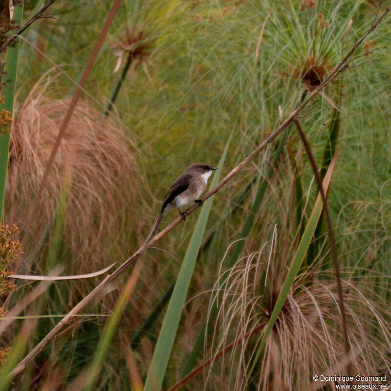 Gobemouche des maraisadulte, habitat