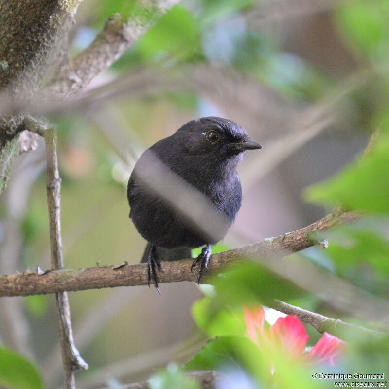 Gobemouche drongo mâle adulte