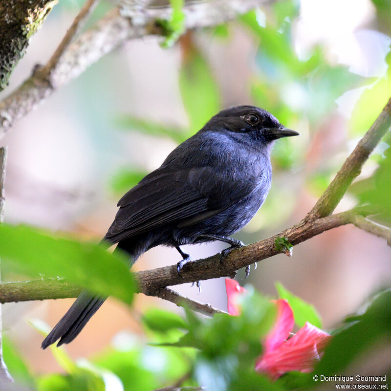 Gobemouche drongo mâle adulte