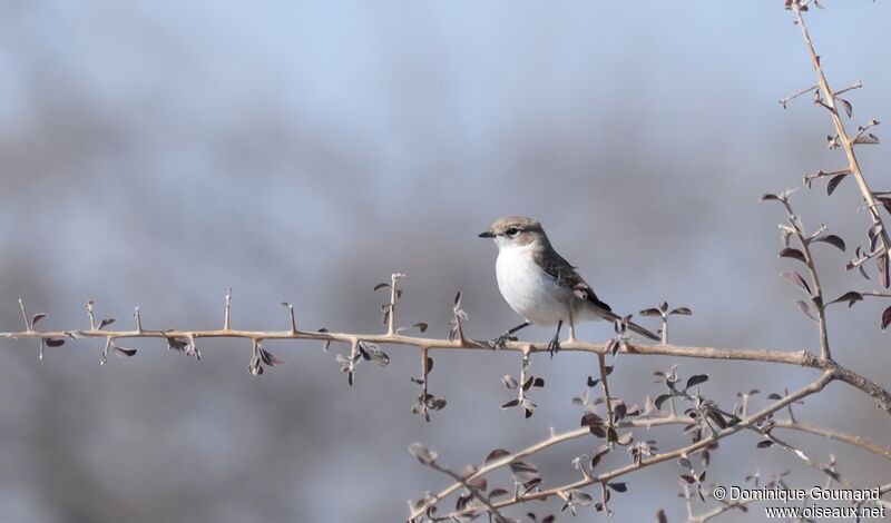 Marico Flycatcher