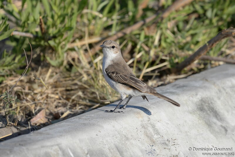 Marico Flycatcher