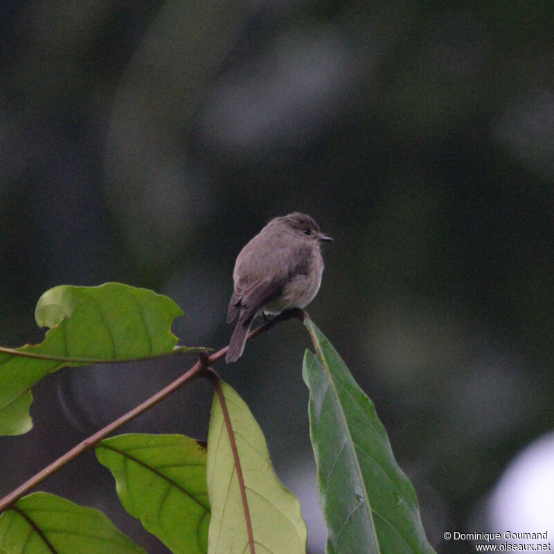 Gobemouche sombreadulte, identification