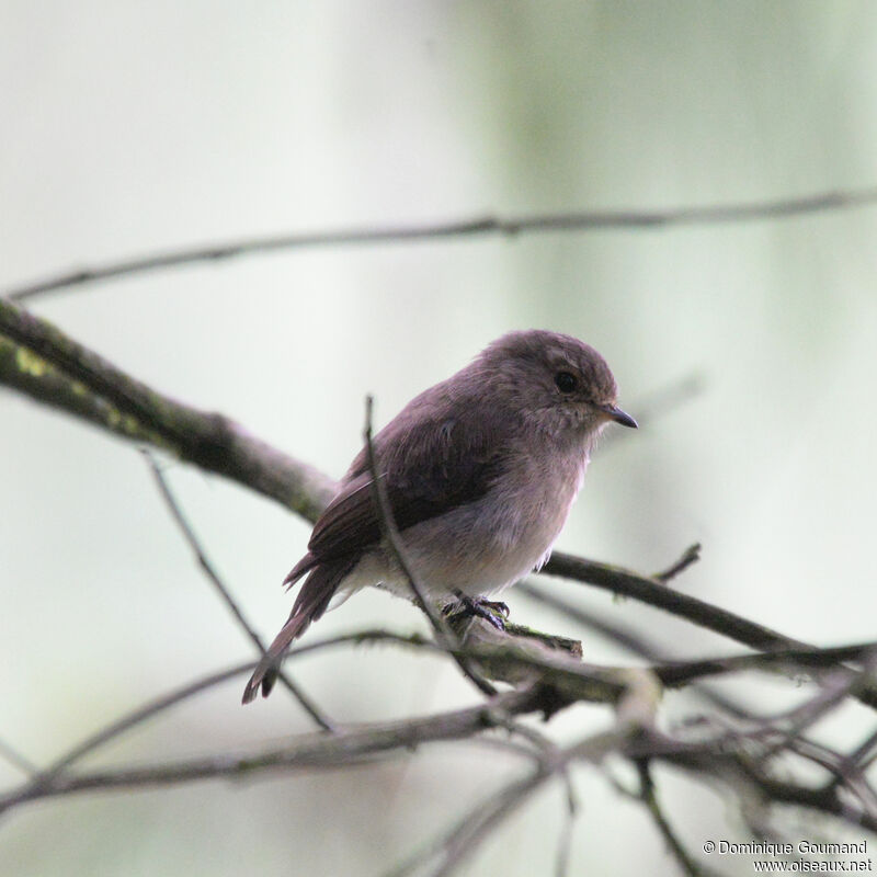 African Dusky Flycatcheradult, identification