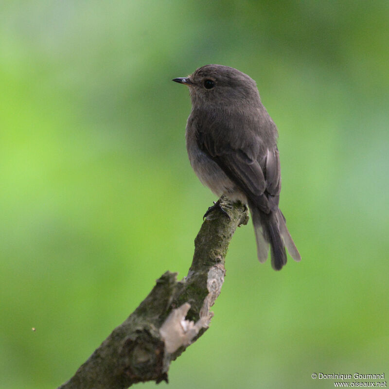 African Dusky Flycatcheradult, identification