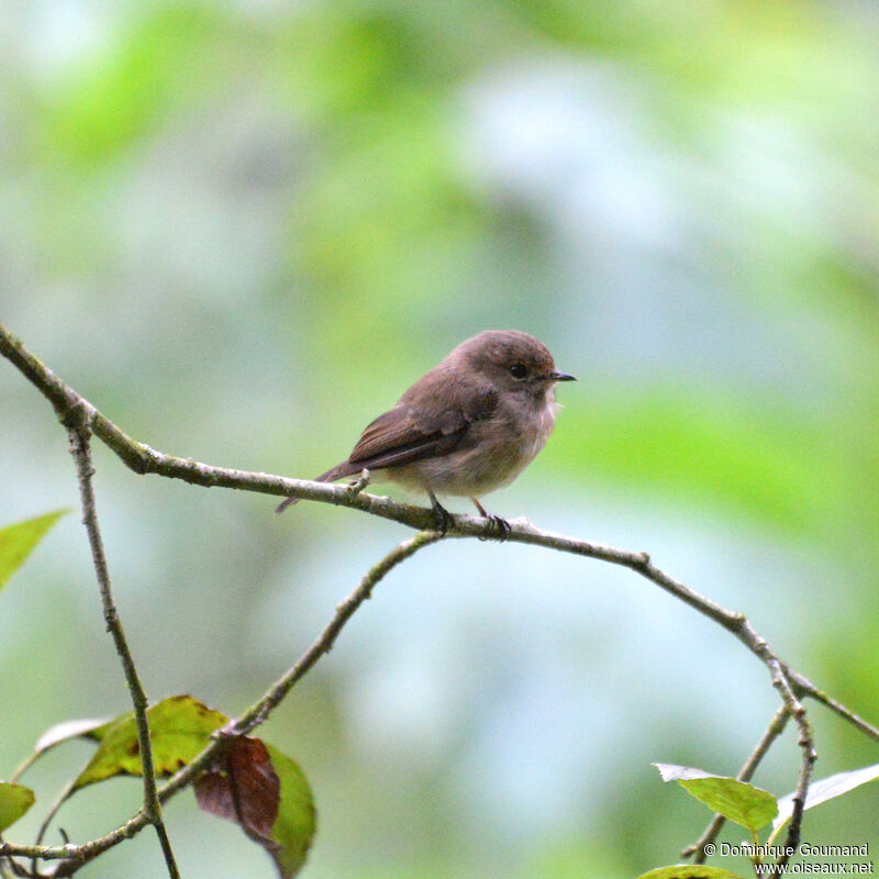 African Dusky Flycatcheradult, identification