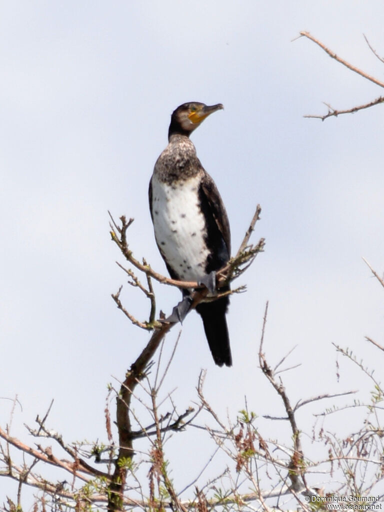 Grand Cormoranimmature