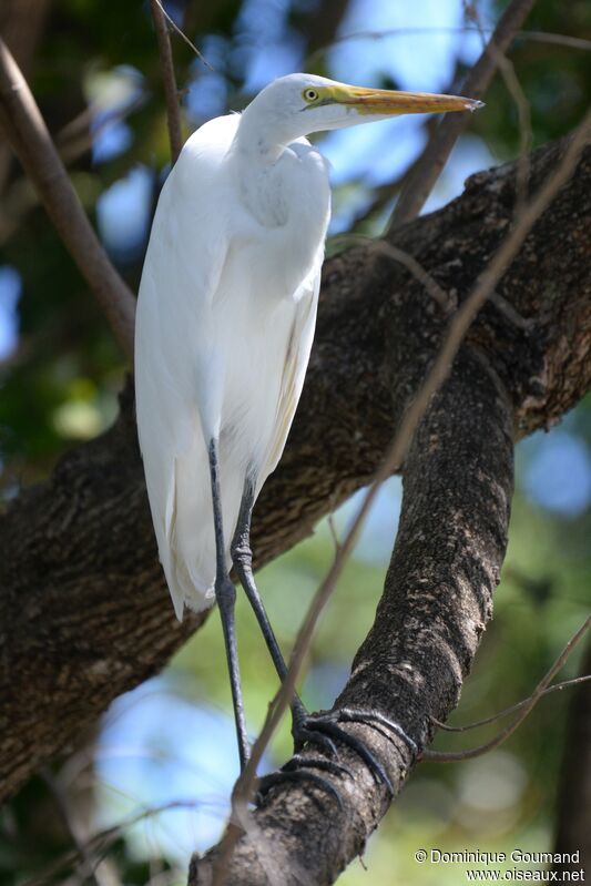 Great Egretadult