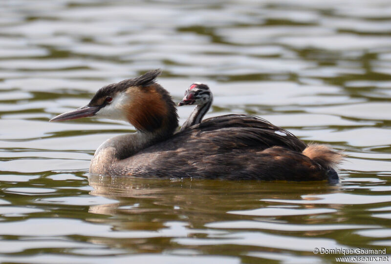 Great Crested Grebe