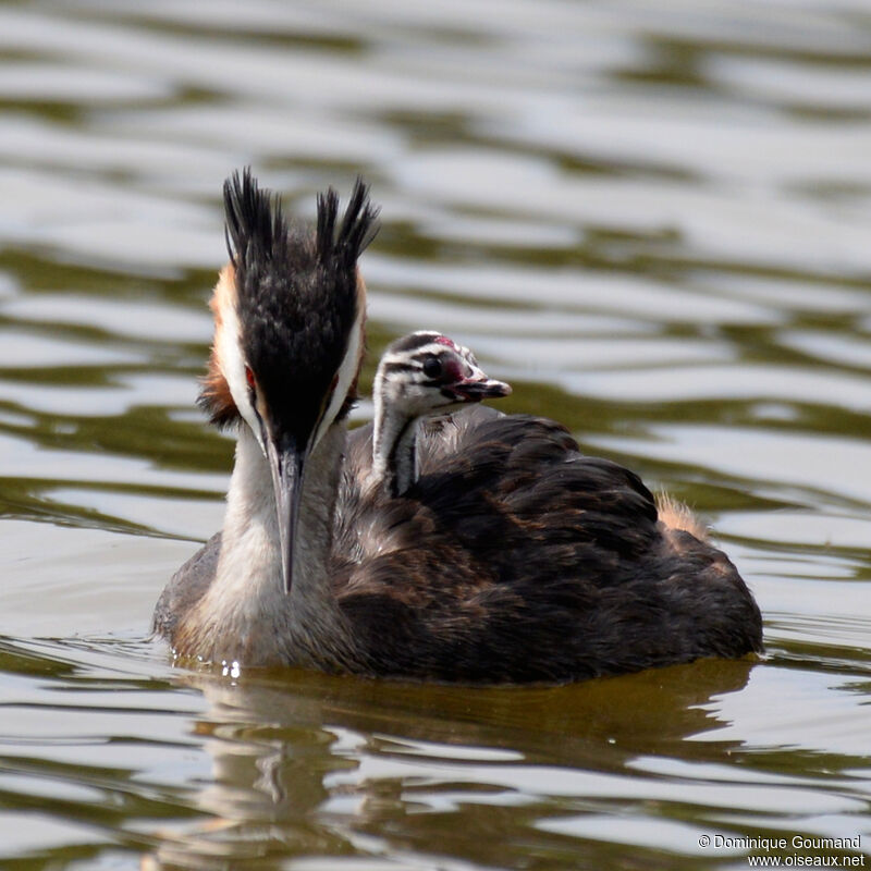 Great Crested Grebe