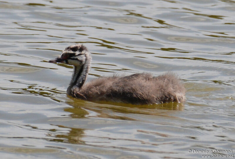 Great Crested Grebejuvenile