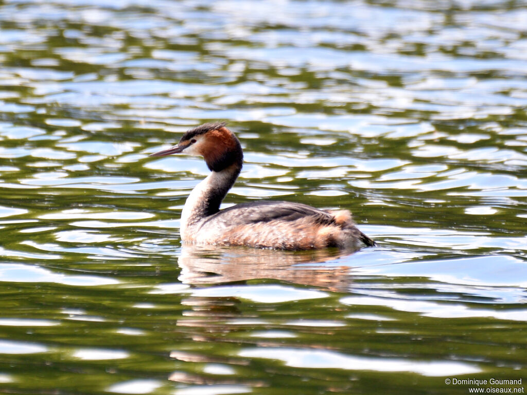 Grèbe huppéadulte nuptial, identification, nage
