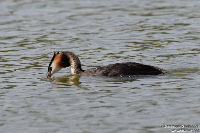 Great Crested Grebeadult breeding