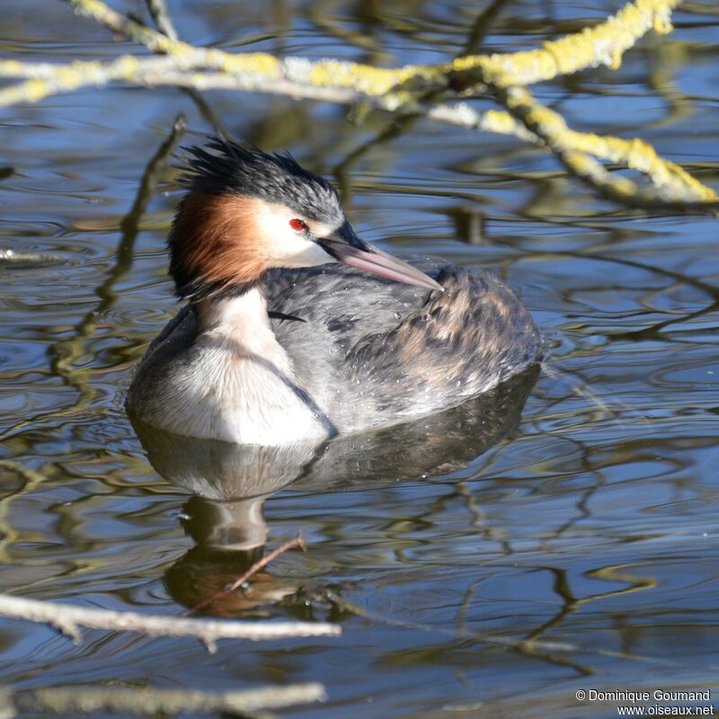 Great Crested Grebeadult