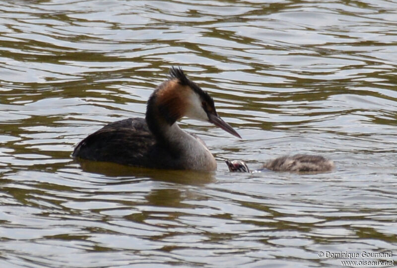 Great Crested Grebe