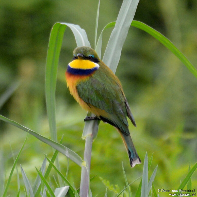 Blue-breasted Bee-eateradult