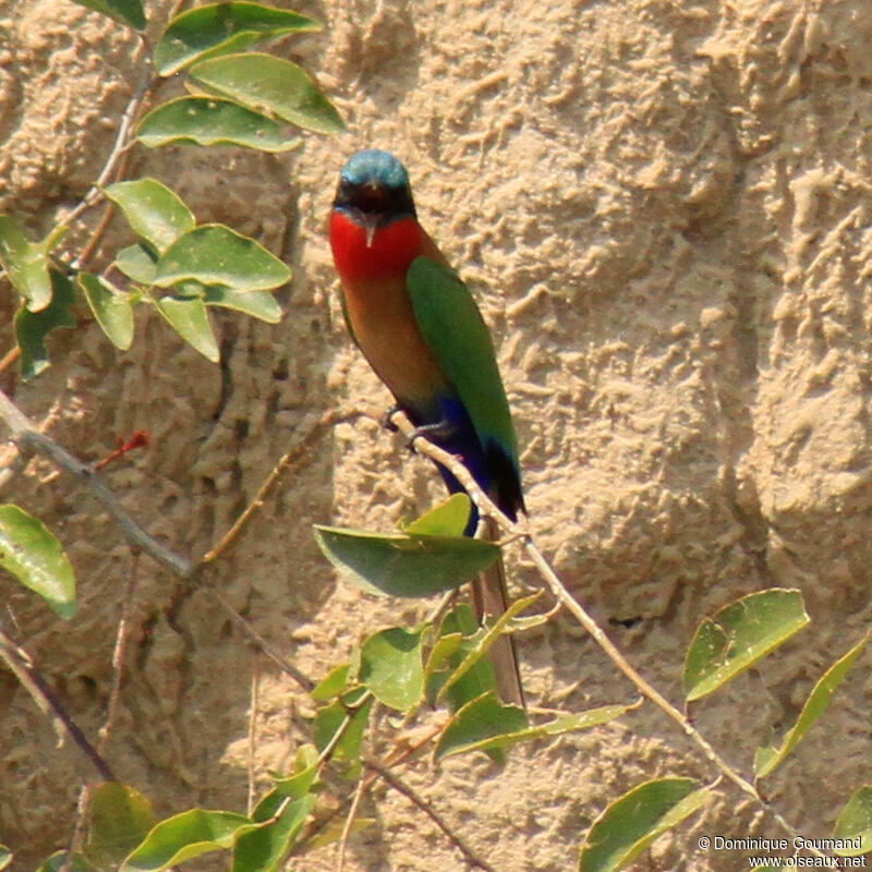 Red-throated Bee-eateradult