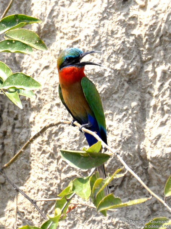 Red-throated Bee-eateradult