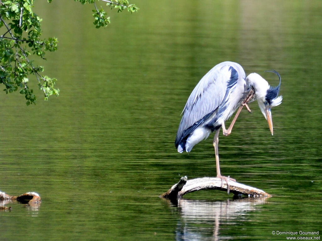 Héron cendréadulte, habitat