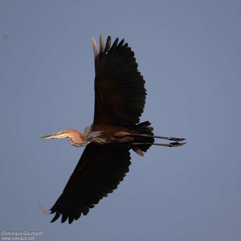 Goliath Heronadult, Flight