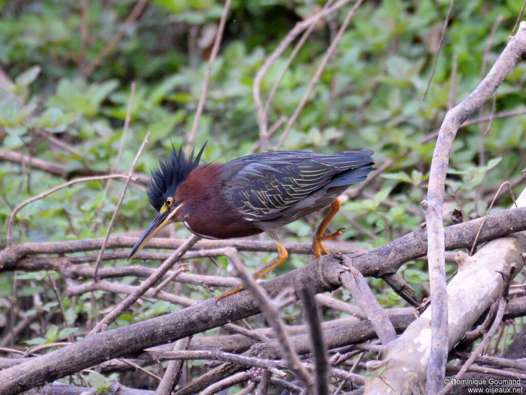 Héron vertadulte, identification, marche