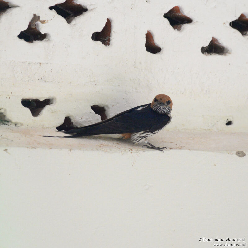 Hirondelle striéeadulte, identification